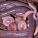 Image for article titled These "Earthworms" Are Actually an Entirely New Family of Amphibian